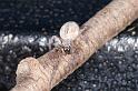Phryganoporus_canididus_D3616_Z_84_Hamelin pool_Australie